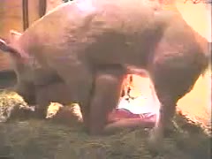 A sultry amateur is secretly videotaped while having sex with a pig.
